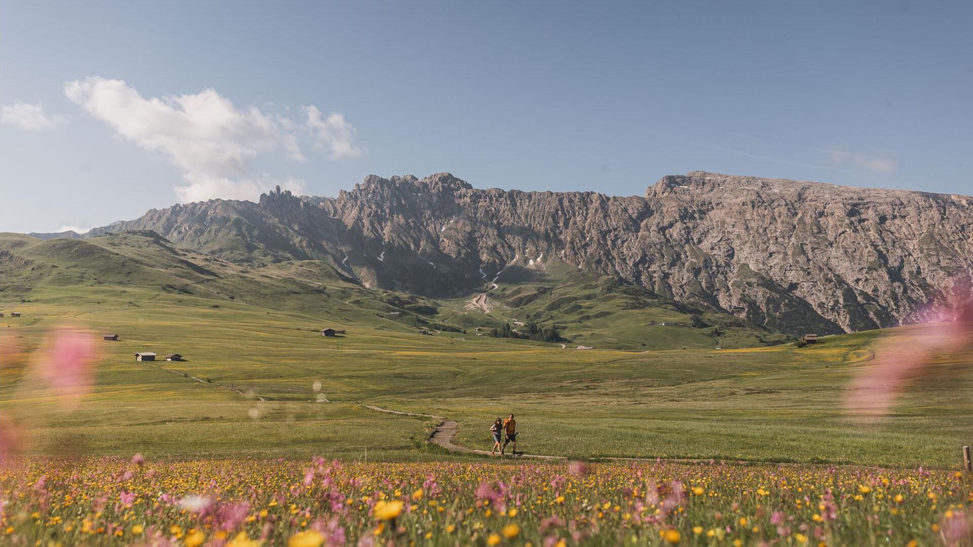 Blühende Wiesen auf der Seiser Alm im Sommer