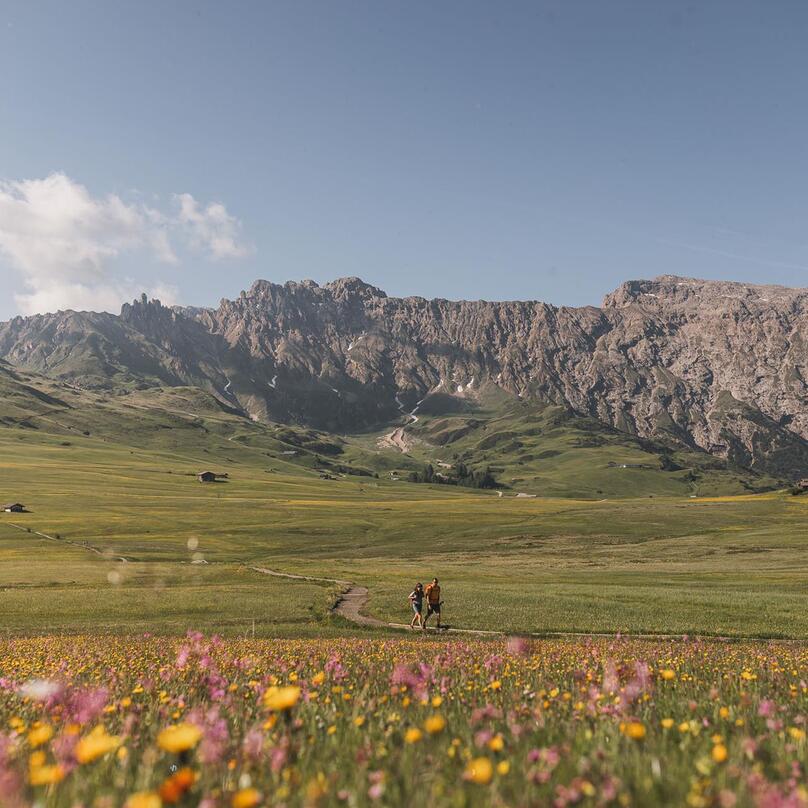 Blühende Wiesen auf der Seiser Alm im Sommer
