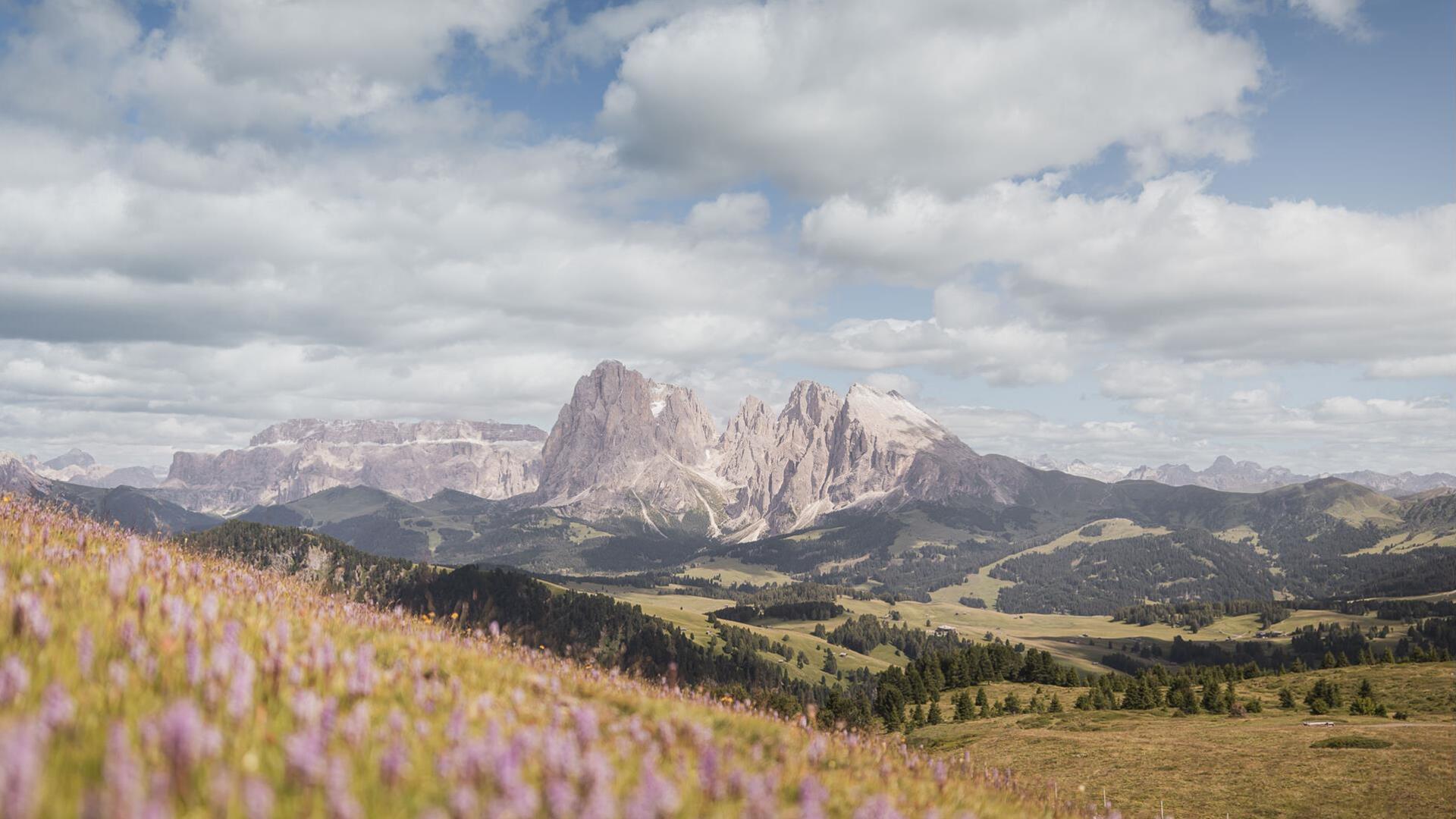 Blühende Erika auf der Seiser Alm