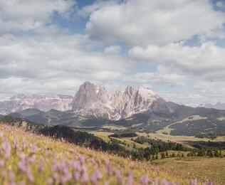Blühende Erika auf der Seiser Alm