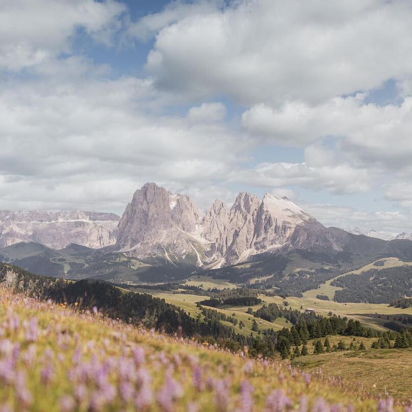 Blühende Erika auf der Seiser Alm