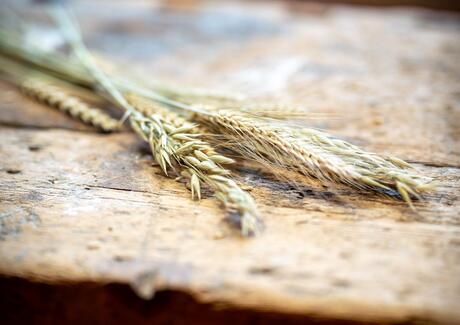 eine Getreideähre