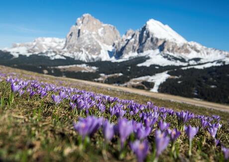 Blick auf den Schlern