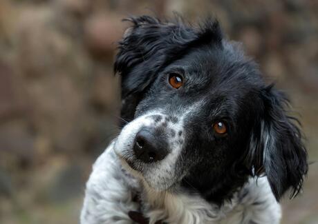 Un cane guarda la fotocamera con la testa leggermente inclinata