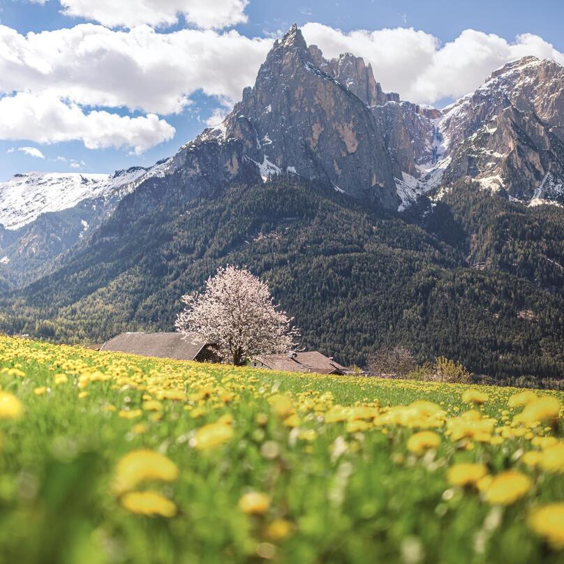 Blühende Blumenwiese und im Hintergrund die Dolomiten
