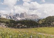 Prati in fiore sull’Alpe di Siusi in estate