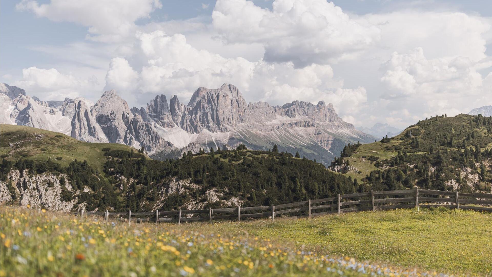 Prati in fiore sull’Alpe di Siusi in estate