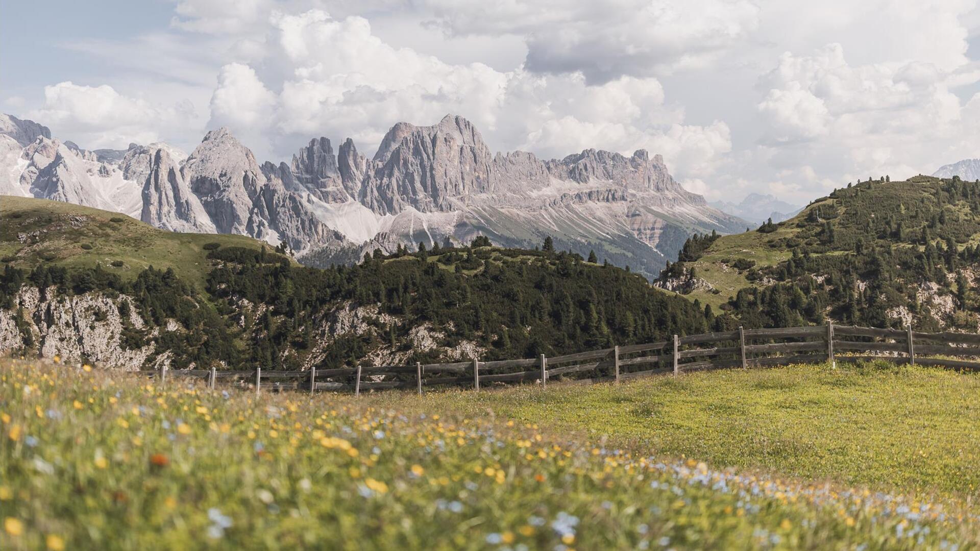 Blühende Wiesen auf der Seiser Alm im Sommer