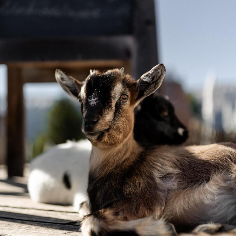 idm-suedtirol-alto-adige-mirko-strozzega-331