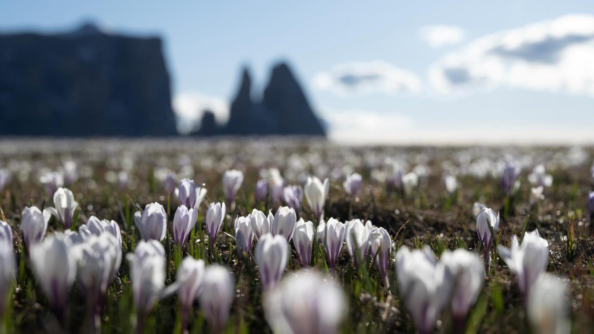 Blühende Krokuswiesen auf der Seiser Alm