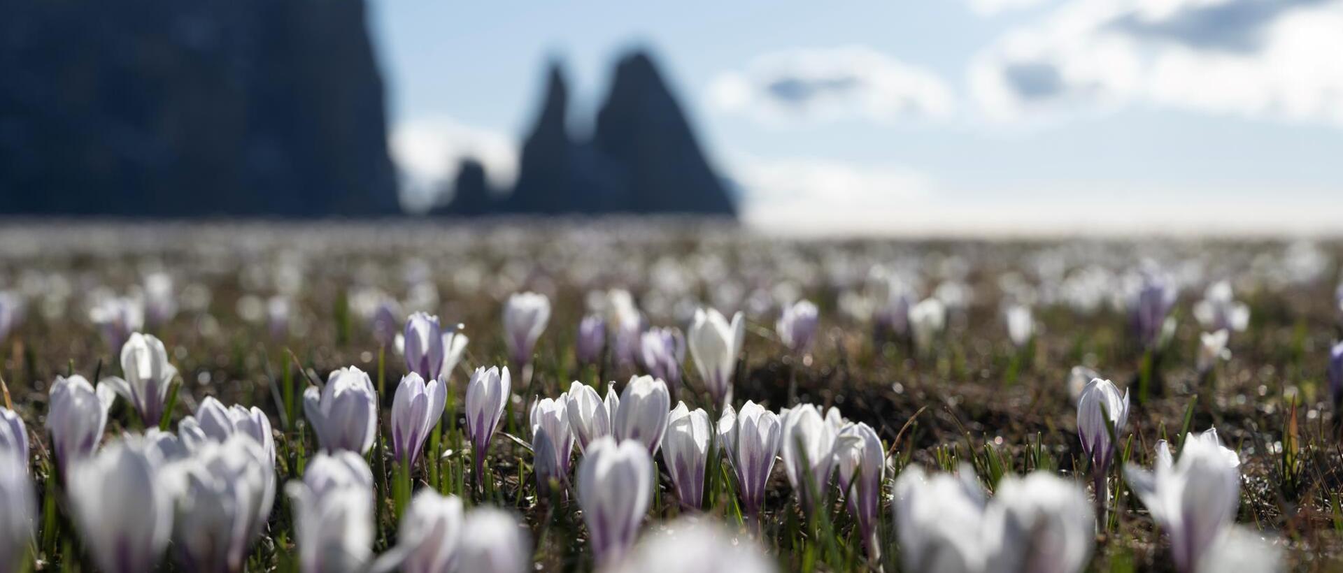 Blühende Krokuswiesen auf der Seiser Alm