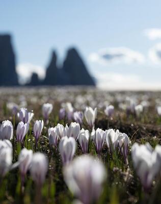 Blühende Krokuswiesen auf der Seiser Alm