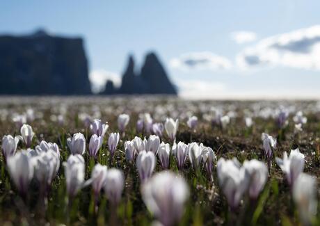 Blühende Krokuswiesen auf der Seiser Alm