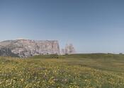 Prati in fiore sull’Alpe di Siusi in estate