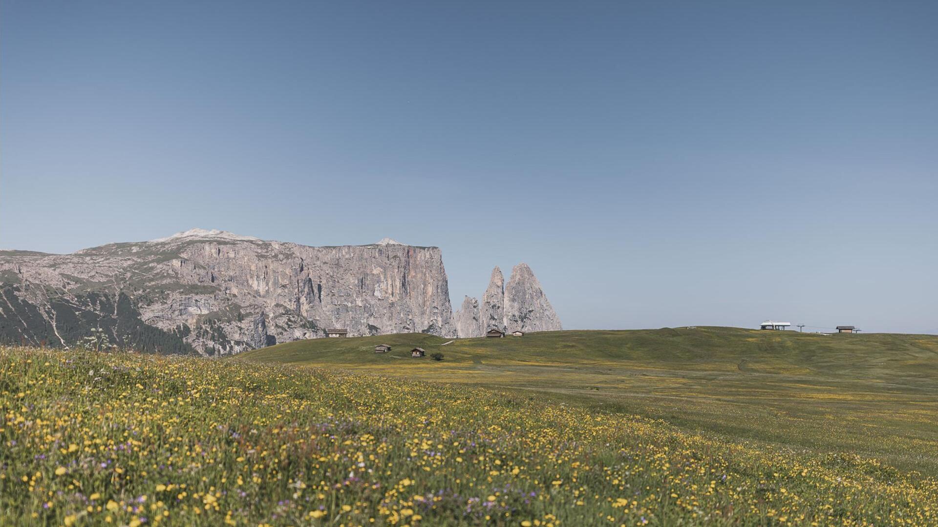 Blühende Wiesen auf der Seiser Alm im Sommer