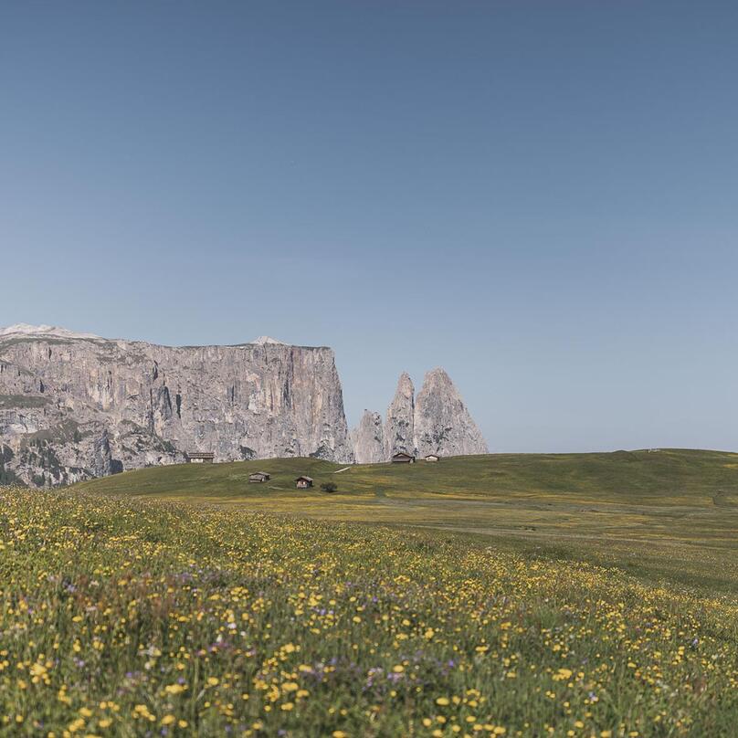 Blühende Wiesen auf der Seiser Alm im Sommer