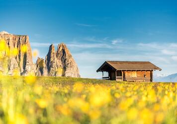 Prato fiorito giallo con lo Sciliar sullo sfondo