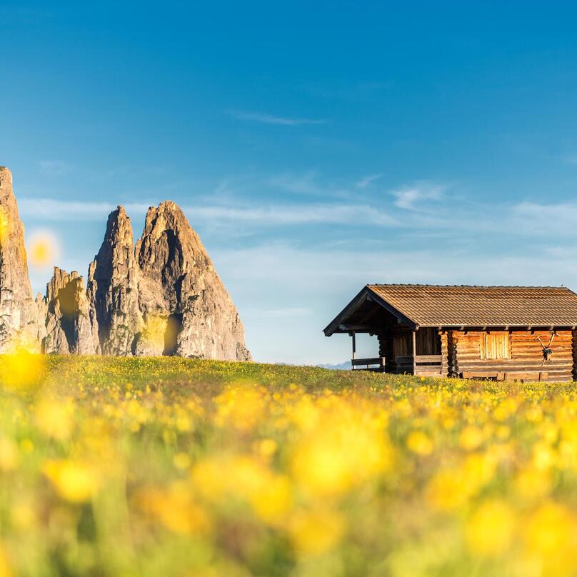 Prato fiorito giallo con lo Sciliar sullo sfondo