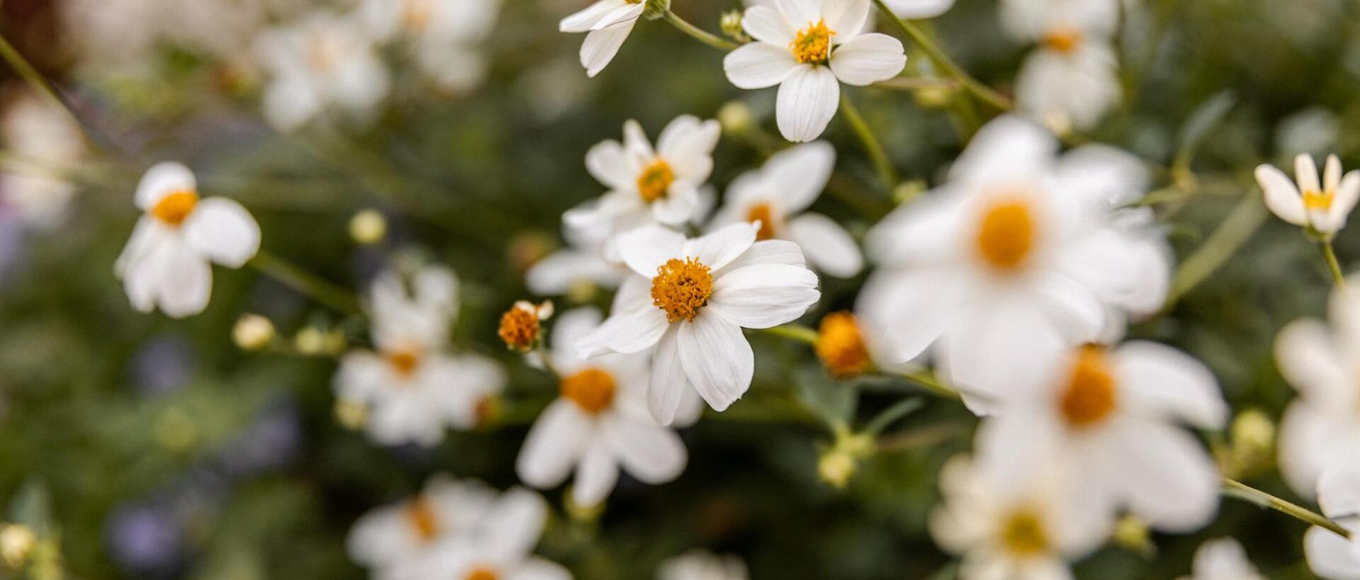 idm-suedtirol-alto-adige-mirko-strozzega-192